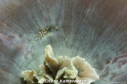 Friday Night Lights. 
Anemone partner shrim sits at the ... by Oxana Kamenskaya 